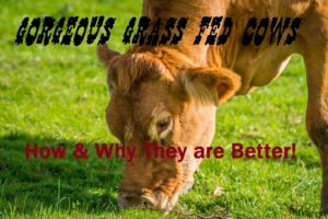 Why grass fed Beef for Paleo